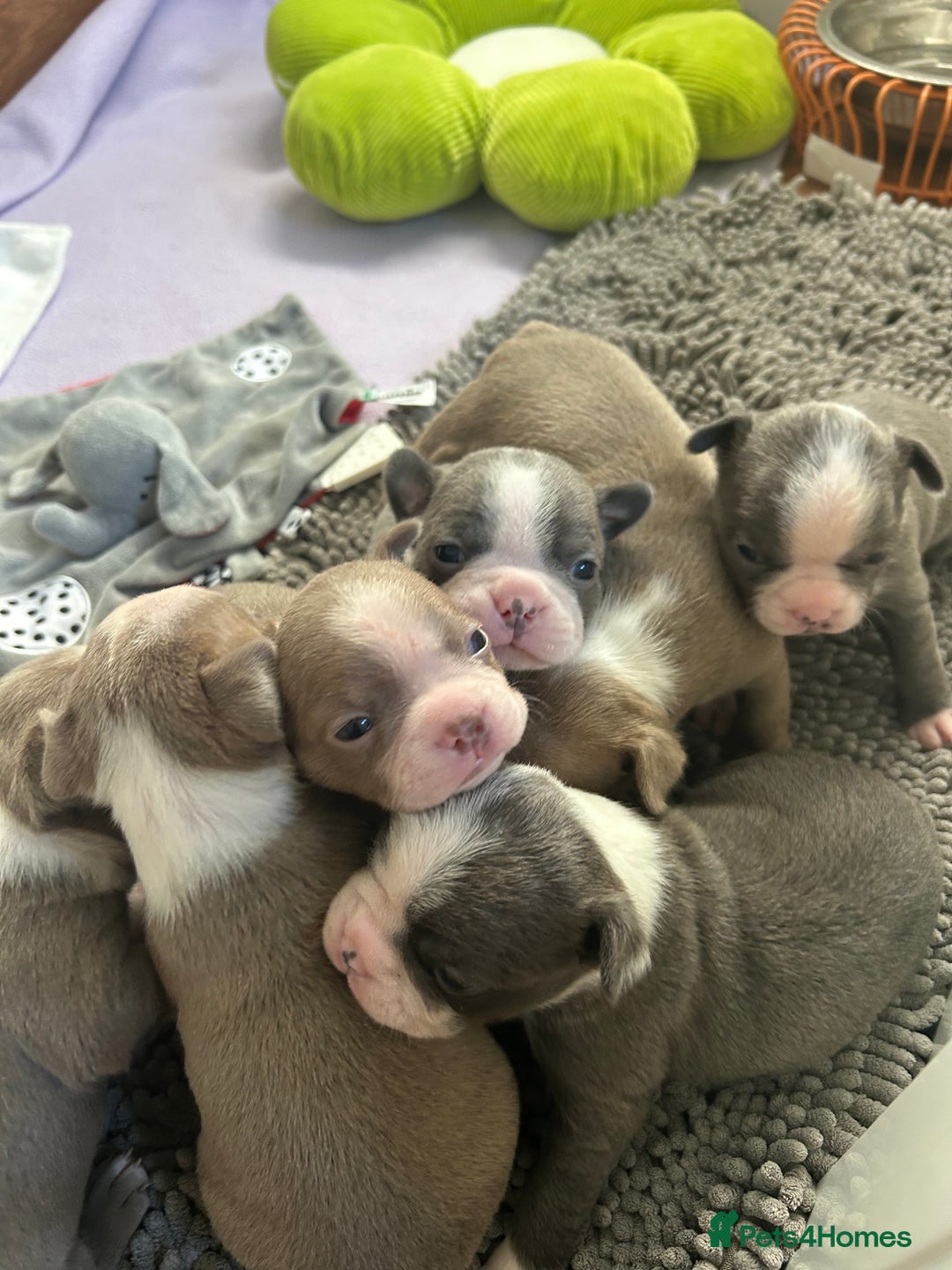 Boston Terrier dogs for sale: Stunning KC registered litter - Image 2