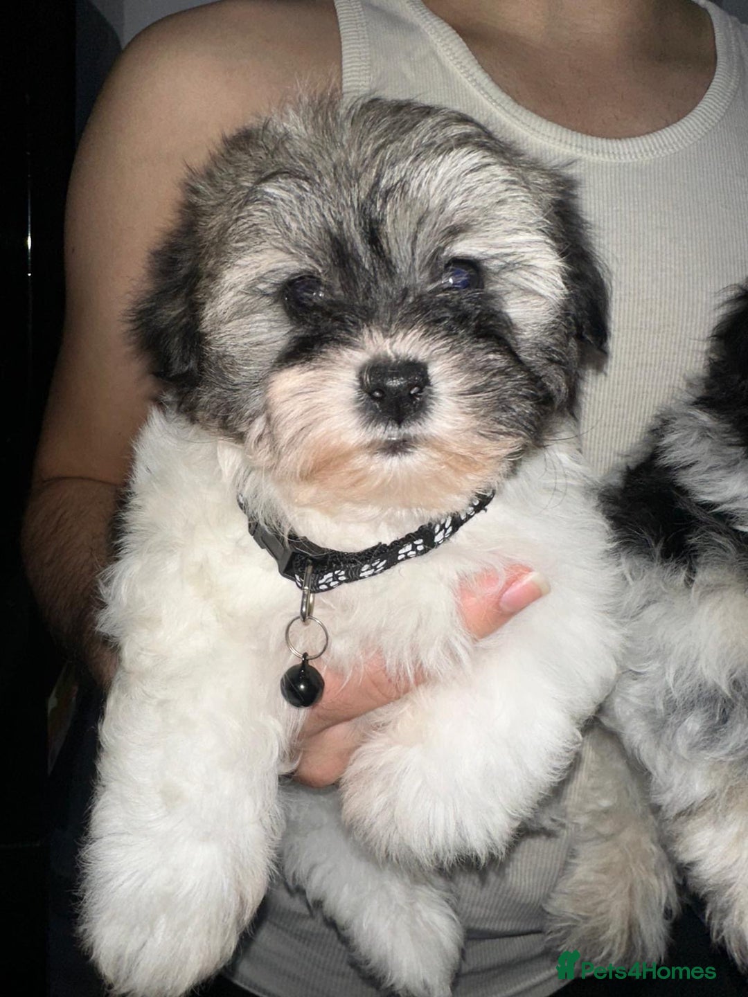 Malshi dogs for sale: Maltese x shih tzu - Malshi puppies - Advert 10