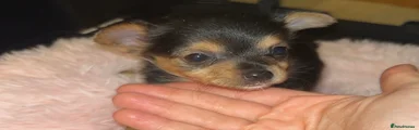Chorkie Puppy 4- lula 