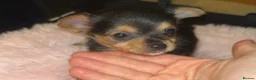 Chorkie dogs for sale: 5 beautiful Chorkie puppies  - Advert 10