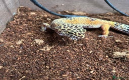 Leopard Gecko reptiles for sale: Male leopard gecko and all equipment  - Image 1