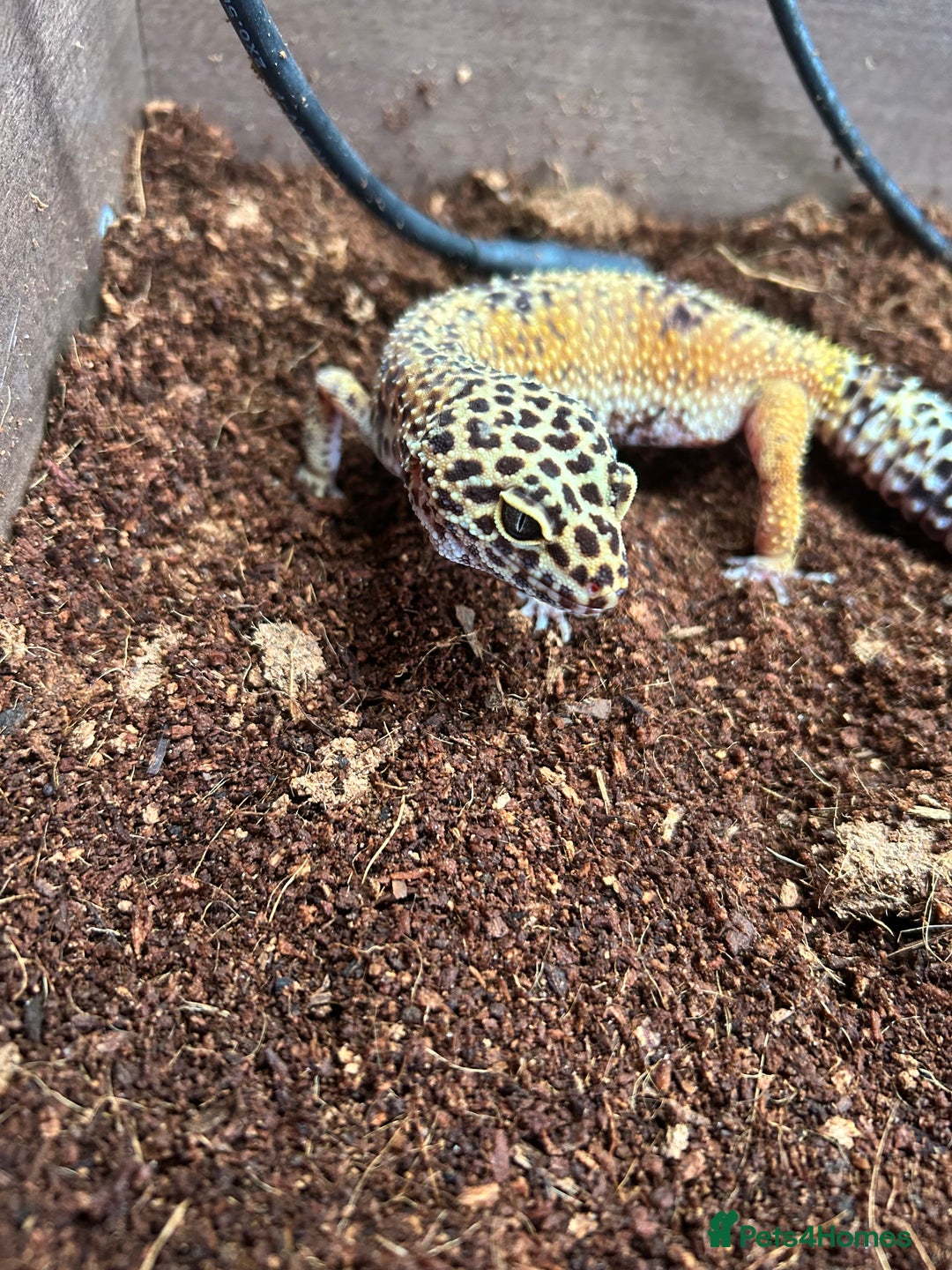 Leopard Gecko reptiles for sale: Male leopard gecko and all equipment  - Image 1