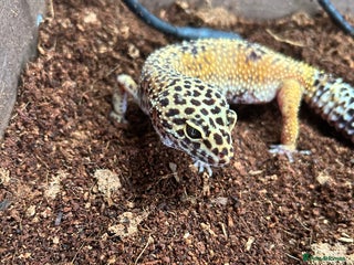 Leopard Gecko reptiles - Advert 1