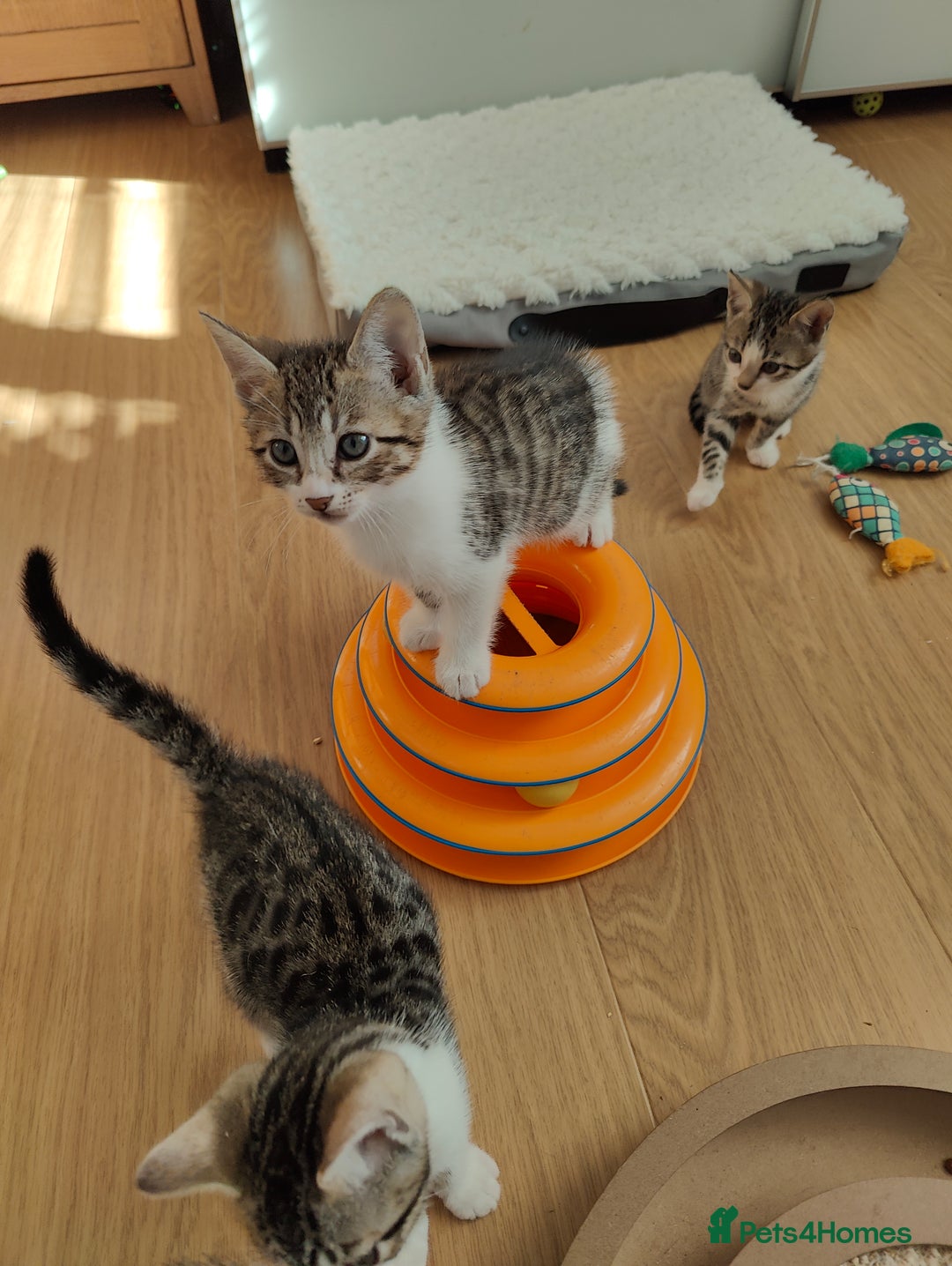 Mixed Breed cats for sale: Bengal mix kittens - Image 6