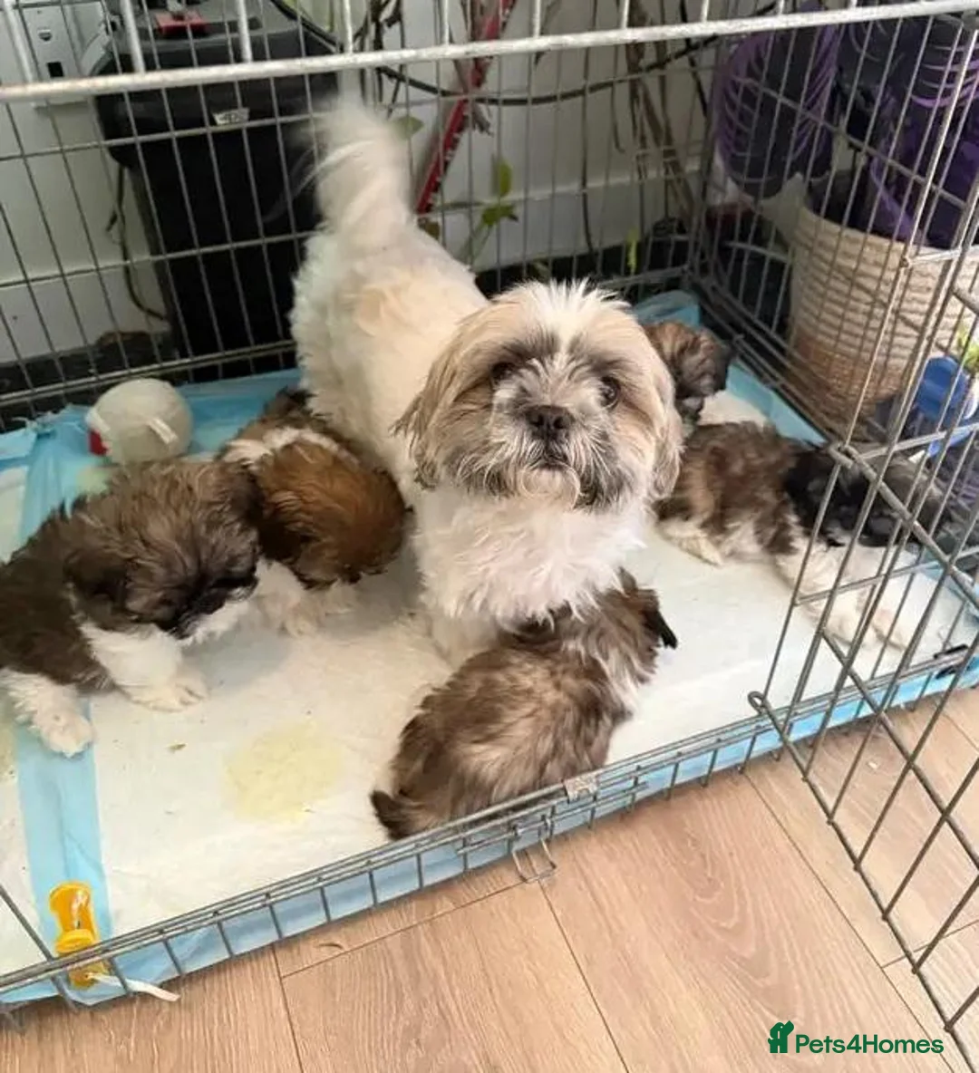 Shih Tzu dogs for sale: Four Lovely Shih Tzu Pups Seeking Forever Families - Advert 1