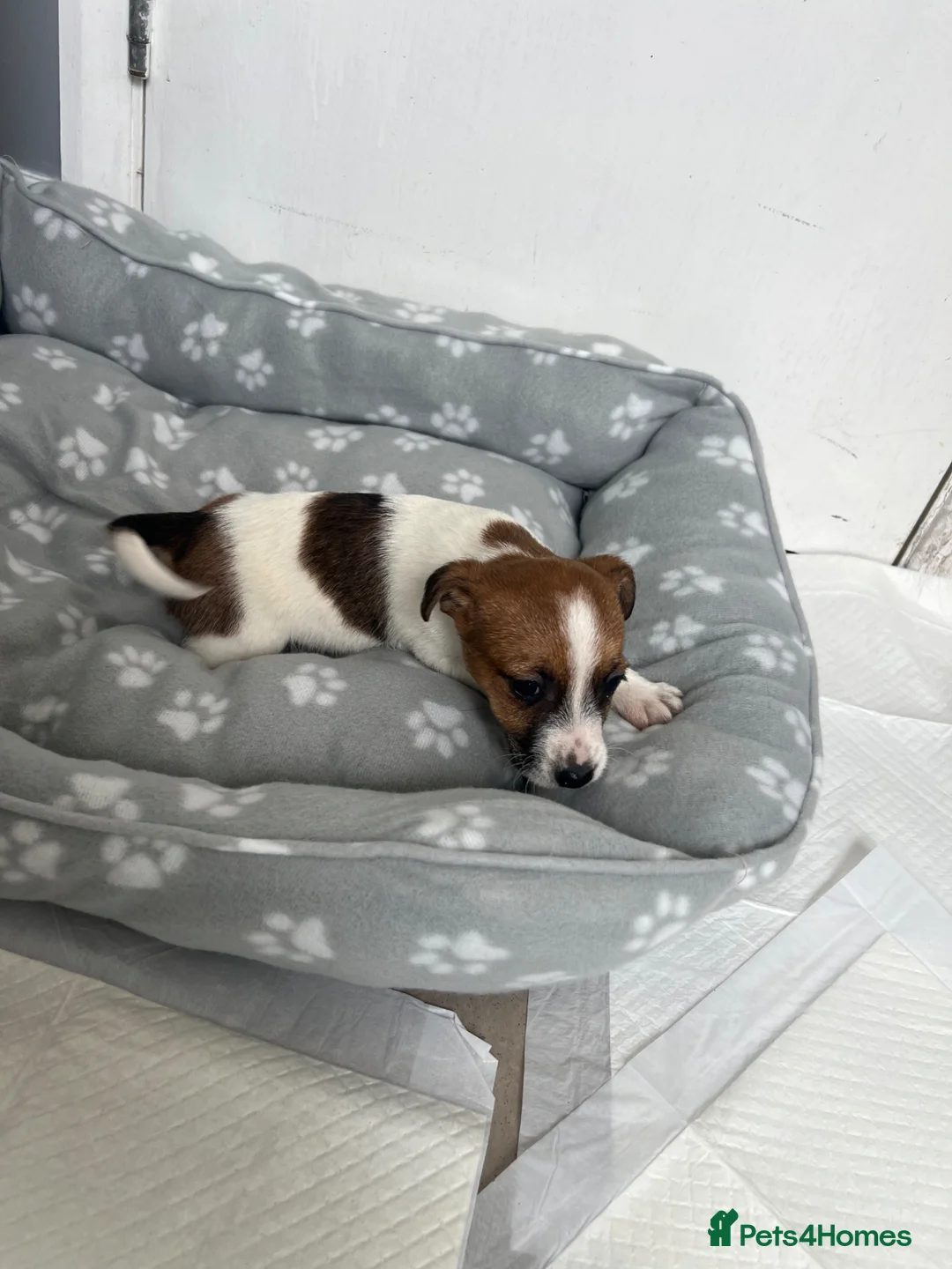 Jack Russell dogs for sale: 3 healthy jack Russel pups  - Advert 2