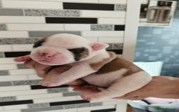 American Bulldog dogs for sale: American Bulldog puppies - Image 16