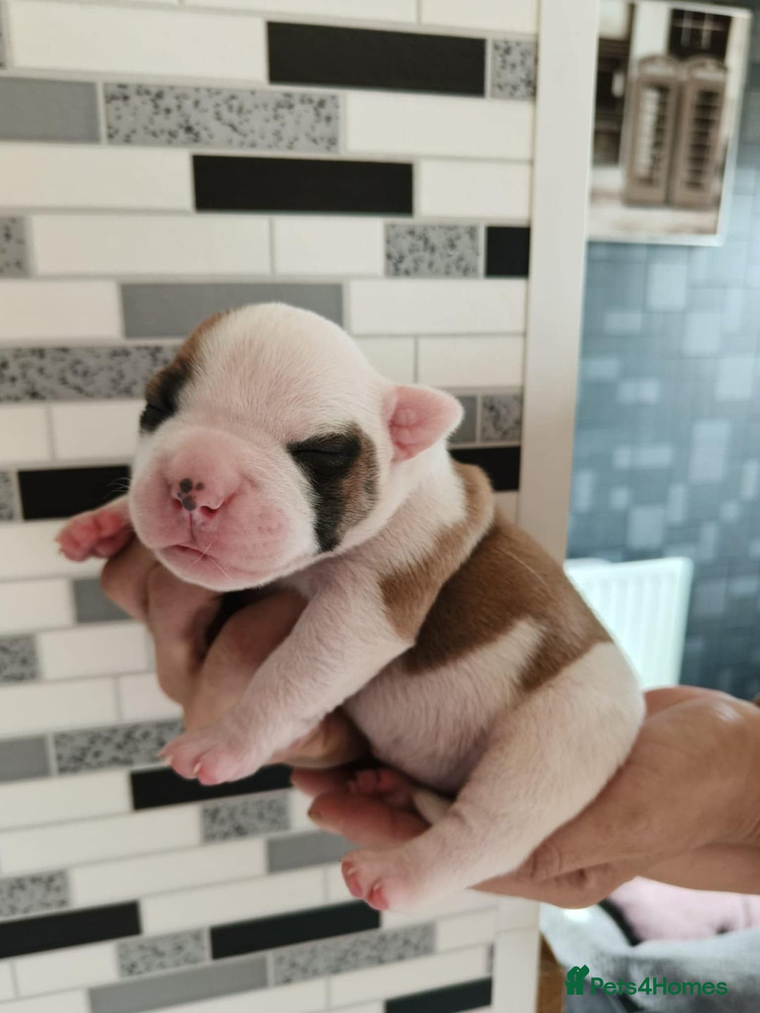 American Bulldog dogs for sale: American Bulldog puppies - Image 16