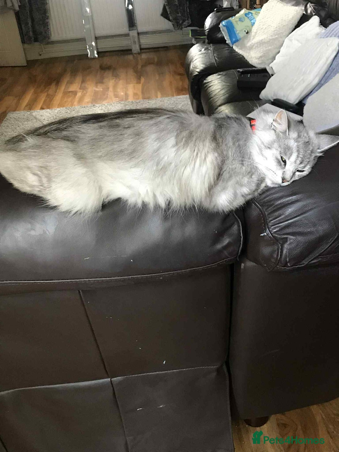 Maine Coon cats for sale: 3 year old female maine coon - Image 2