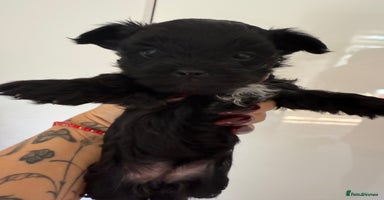 Yorkshire Terrier dogs - Advert 4