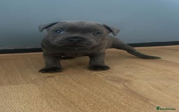 Staffordshire Bull Terrier dogs for sale: Beautiful Staffordshire bull terrier puppy’s  - Image 3