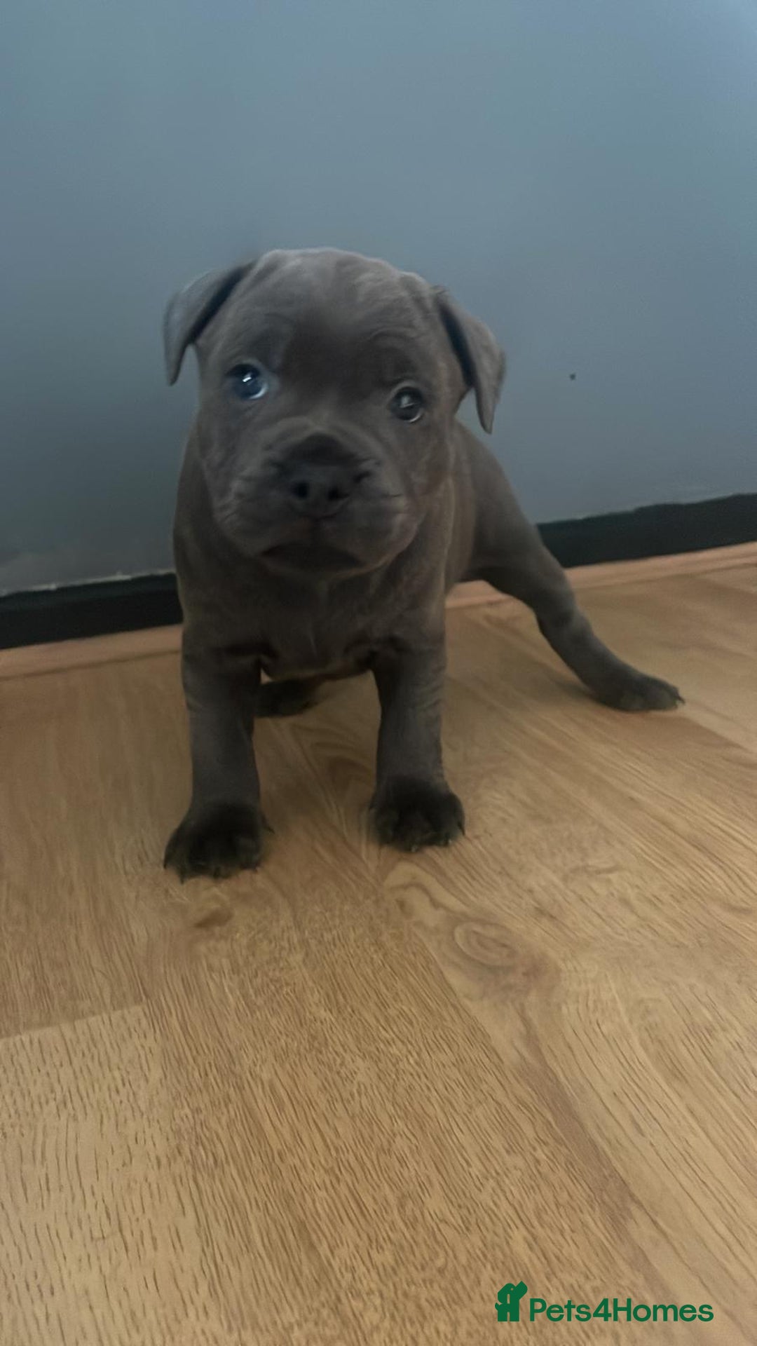Staffordshire Bull Terrier dogs for sale: Beautiful Staffordshire bull terrier puppy’s  - Image 3