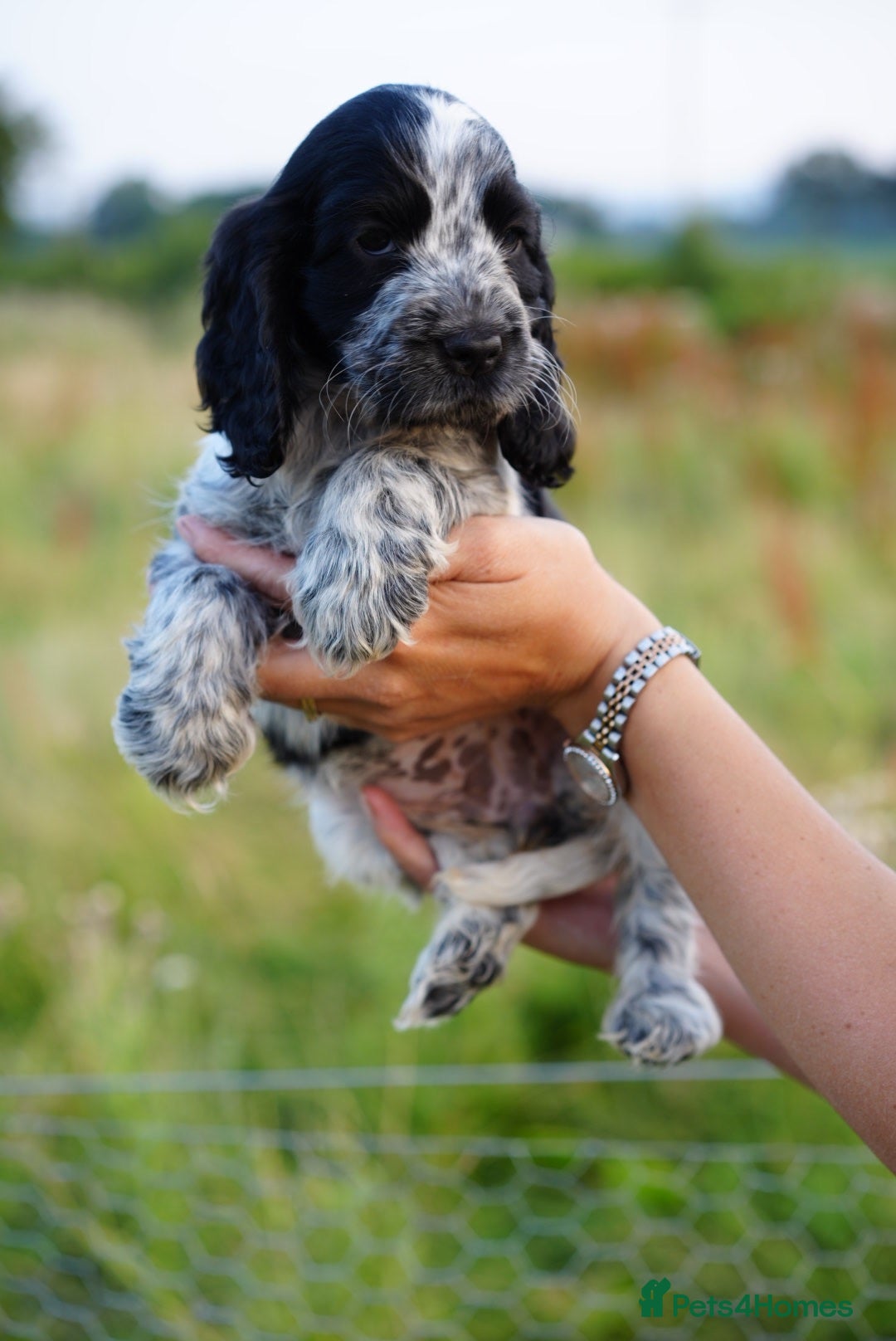 Cocker Spaniel dogs Kc registered & health tested parents  - Advert 1