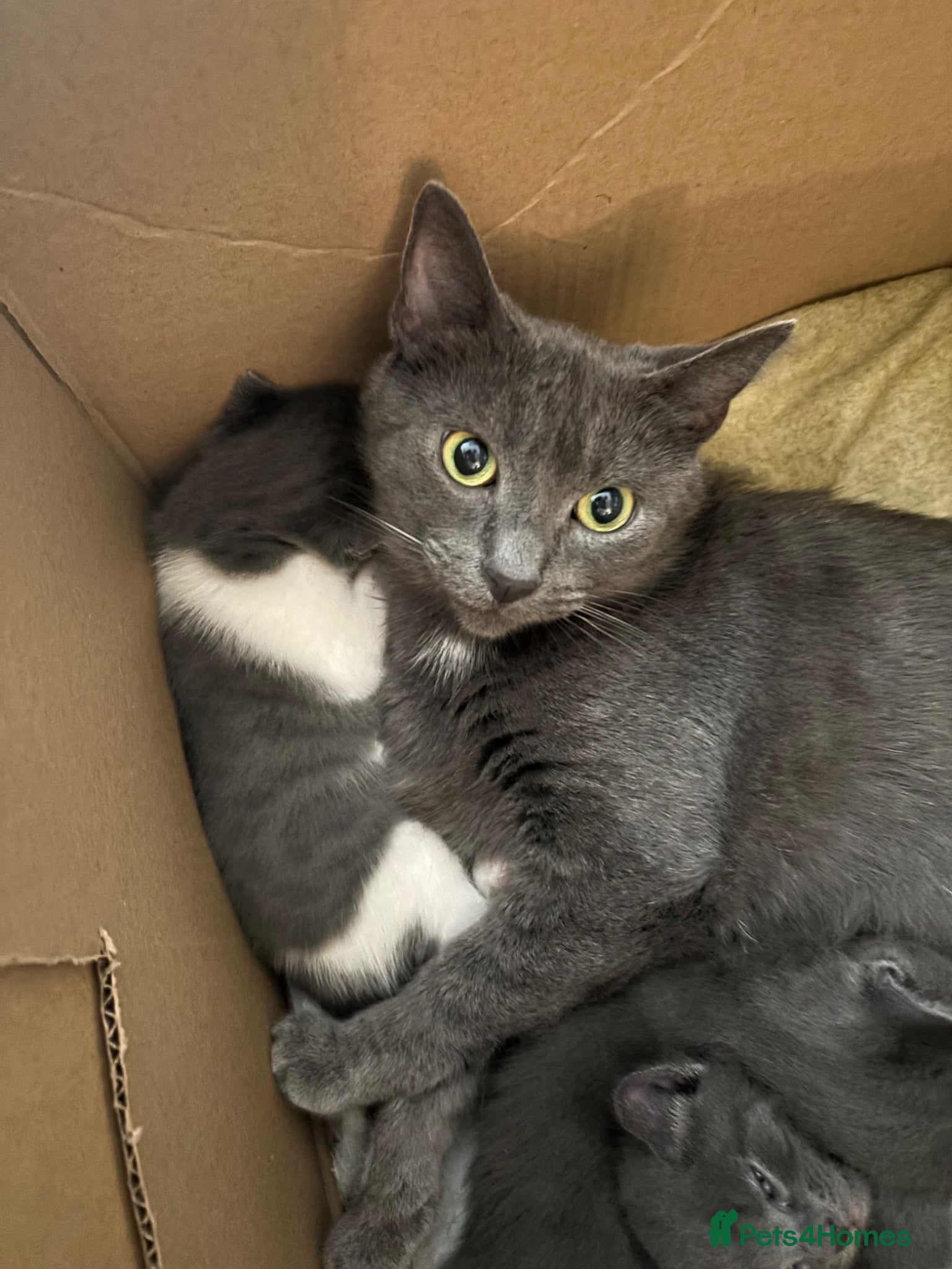 Mixed Breed cats 4 kittens available  - Advert 1