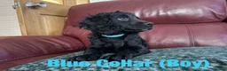 Cockapoo dogs for sale: 4 really to go F2 cocker puppies  in London - Advert 12