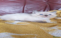 Ragdoll cats for sale: Stunning GCCF Registered Ragdoll Kittens. - Image 7