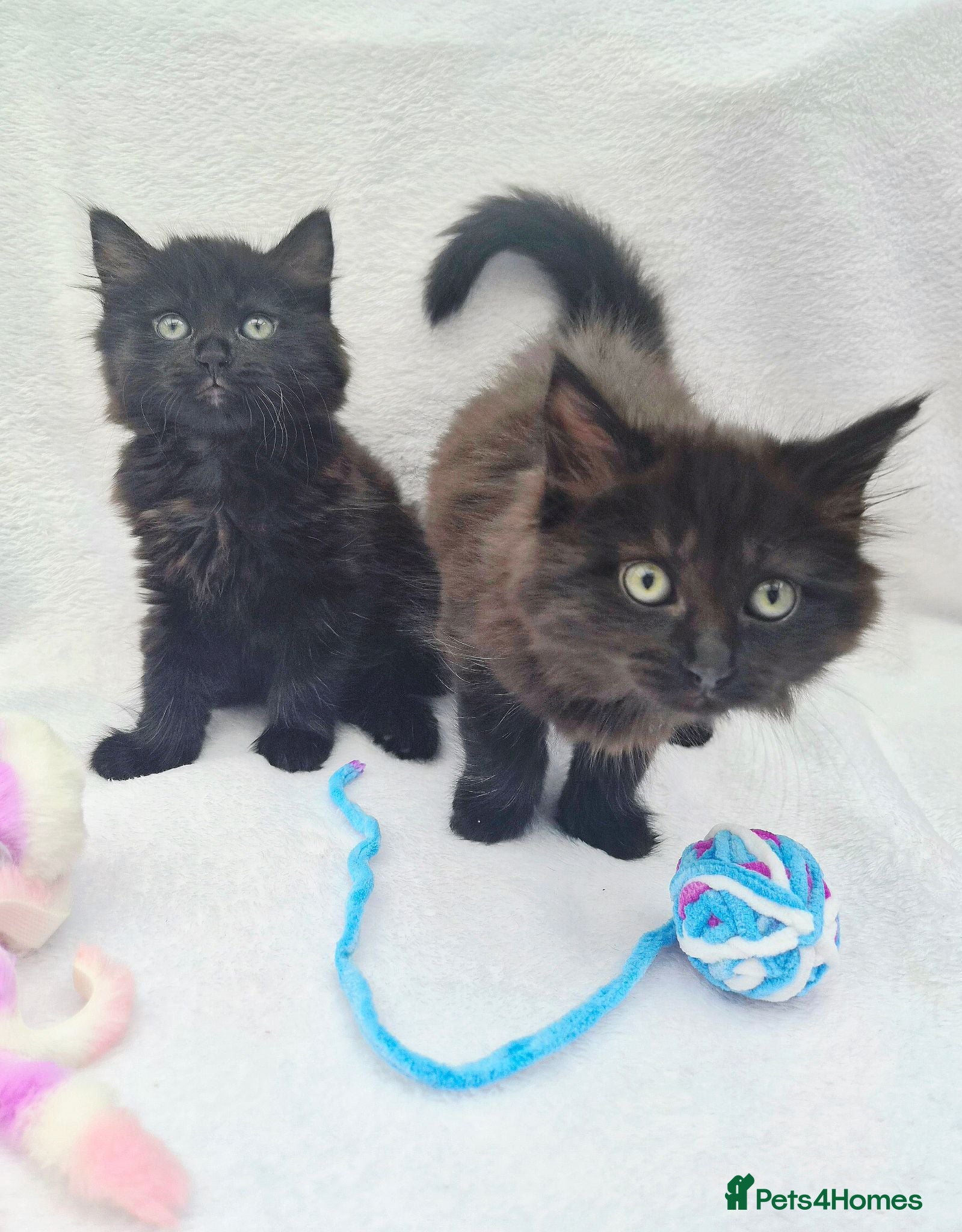 Mixed Breed cats VERY FRIENDLY FLUFFY KITTENS - Advert 1