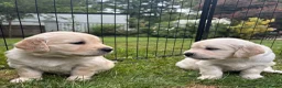 Golden Retriever dogs for sale: Beautiful pedigree Golden Retriever puppies in Usk - Advert 3