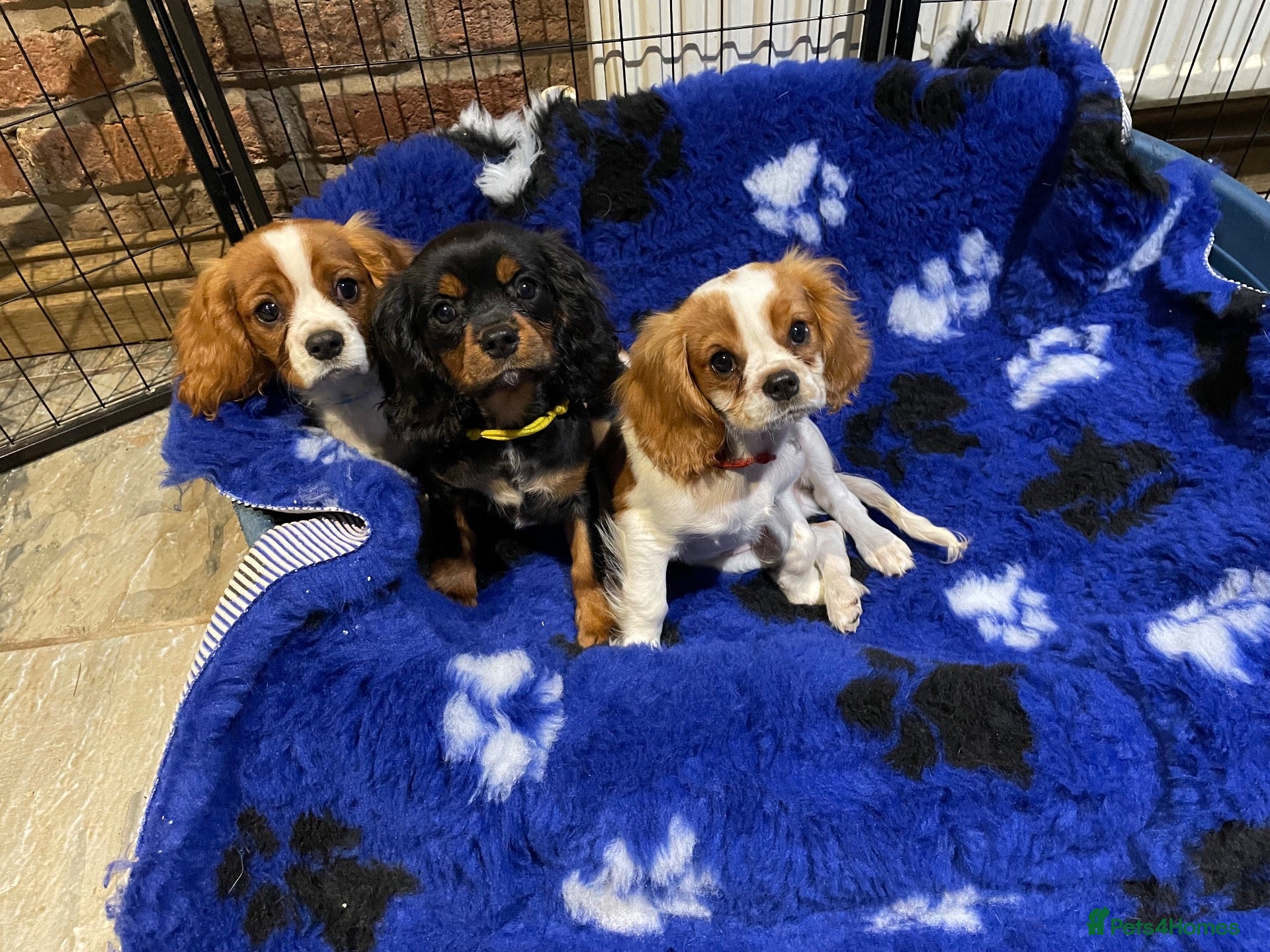 Cavalier King Charles Spaniel dogs Cavalier King Charles puppies - Advert 2