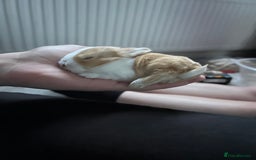 Tri Coloured Dutch rabbits for sale: Tricoloured Dutch Rabbits - Image 2