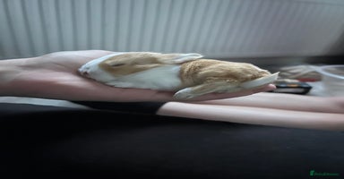 Tri Coloured Dutch rabbits - Advert 2
