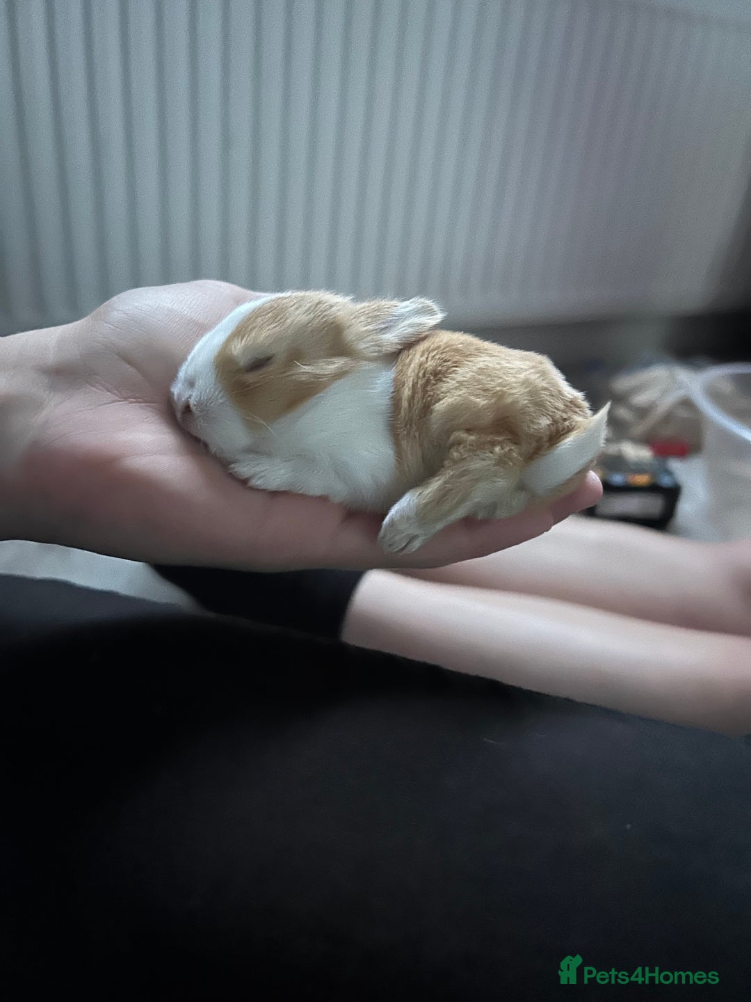 Tri Coloured Dutch rabbits for sale: Tricoloured Dutch Rabbits - Image 2