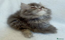 Exotic cats for sale: CHUBBY KITTENS - Image 11