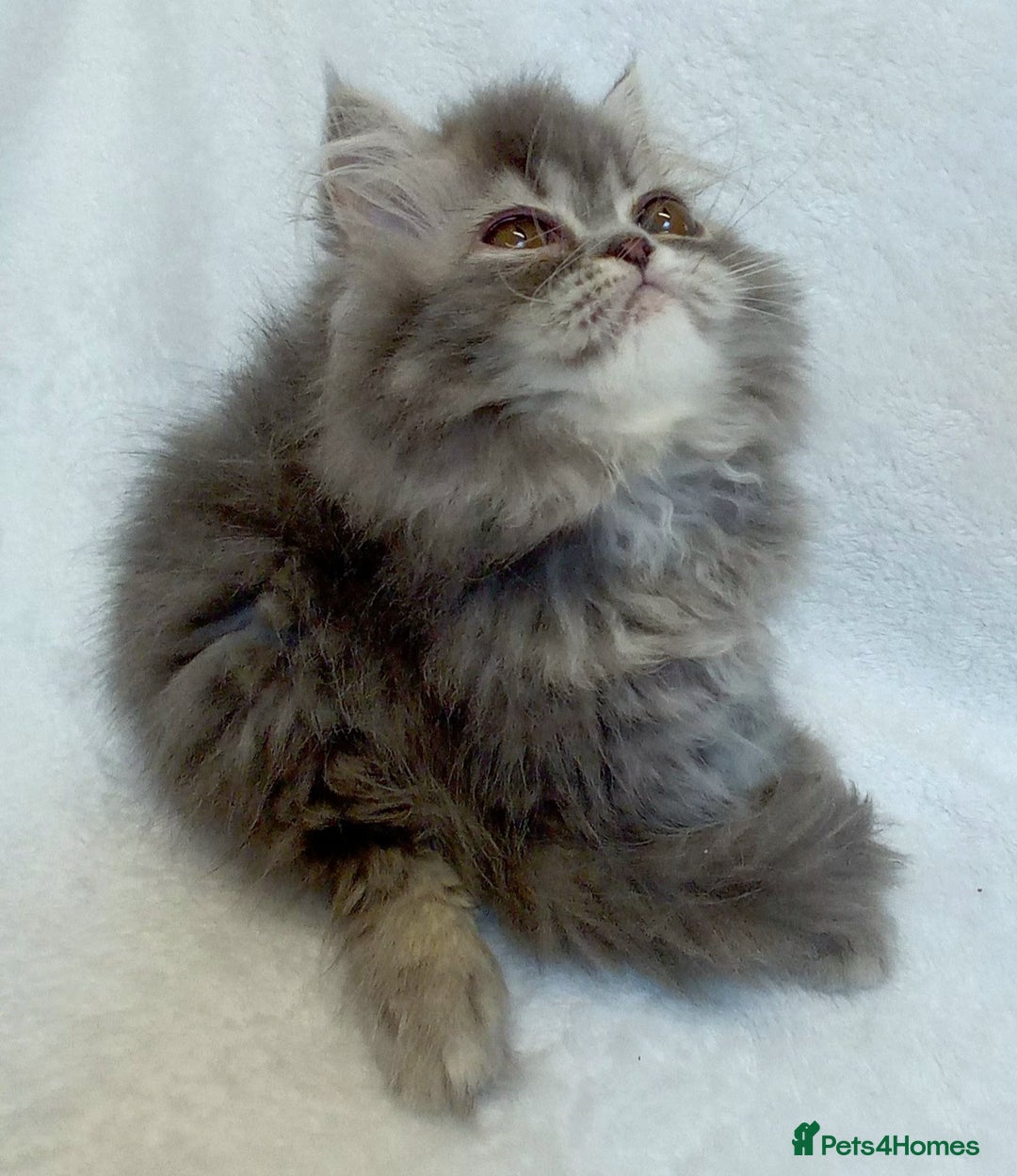 Exotic cats for sale: CHUBBY KITTENS - Image 11