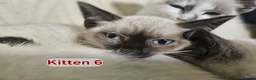 Snowshoe cats for sale: Rare pedigree snowshoe kittens - Advert 32