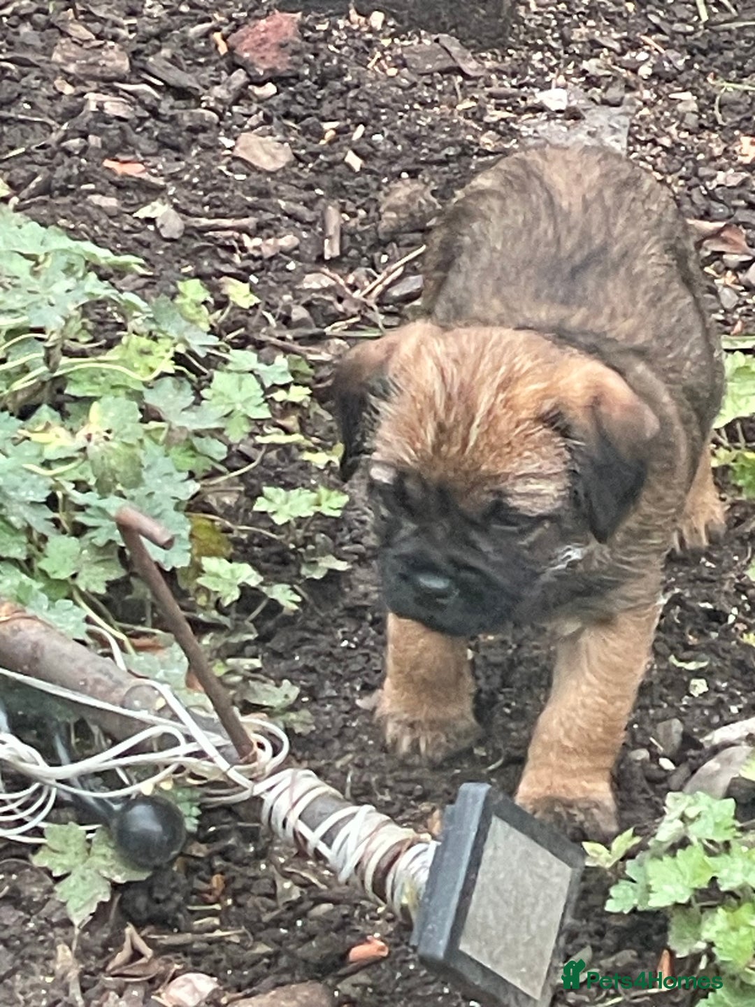 Border Terrier dogs for sale: KC Reg Border Terrier puppies. - Advert 7