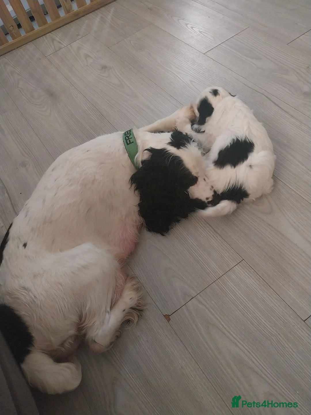 Cockapoo dogs for sale: F1b cockapoo puppies  - Advert 3