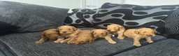 Mixed Breed dogs for sale: Outstanding litter of double doodles  - Advert 22