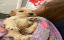 Cockapoo dogs for sale: 5 cockapoo puppy ready 13nov  - Image 13