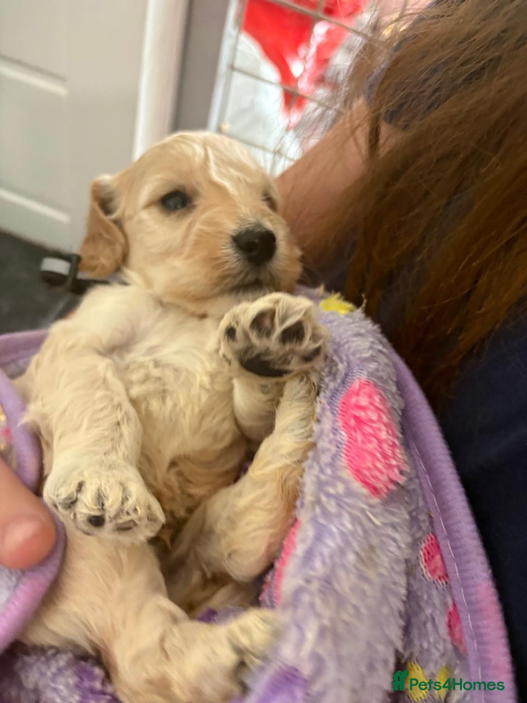 Cockapoo dogs for sale: 5 cockapoo puppy ready 13nov  - Image 13