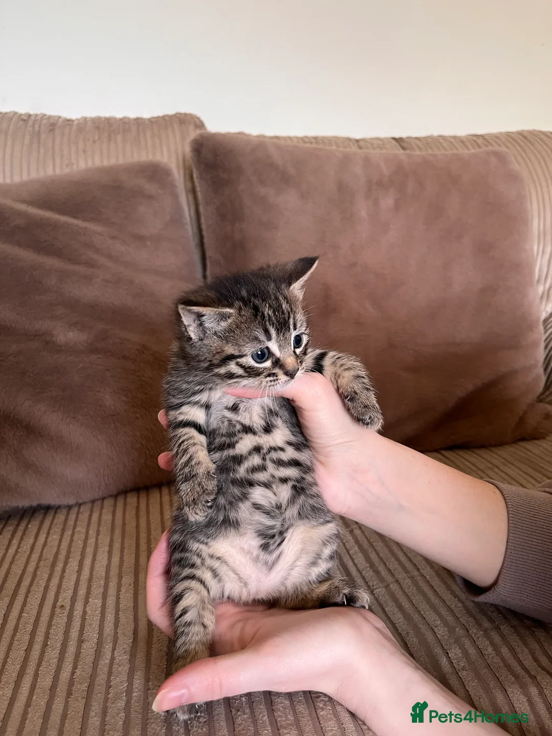 Mixed Breed cats for sale: Grey and black striped kittens For Sale - Advert 16