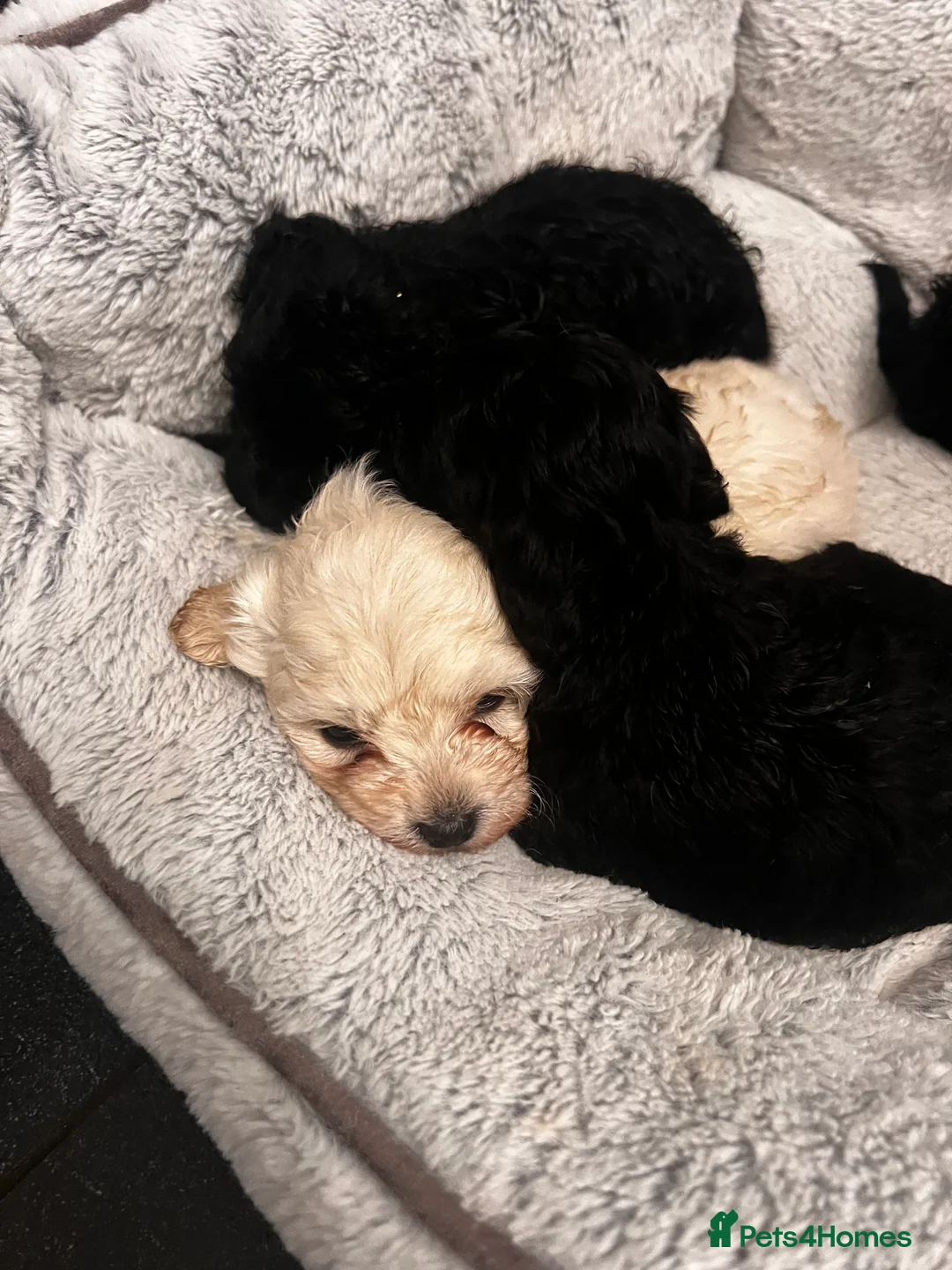 Maltipoo dogs for sale: STILL AVAILABLE!!! Stunning F1 Maltipoos  - Advert 10