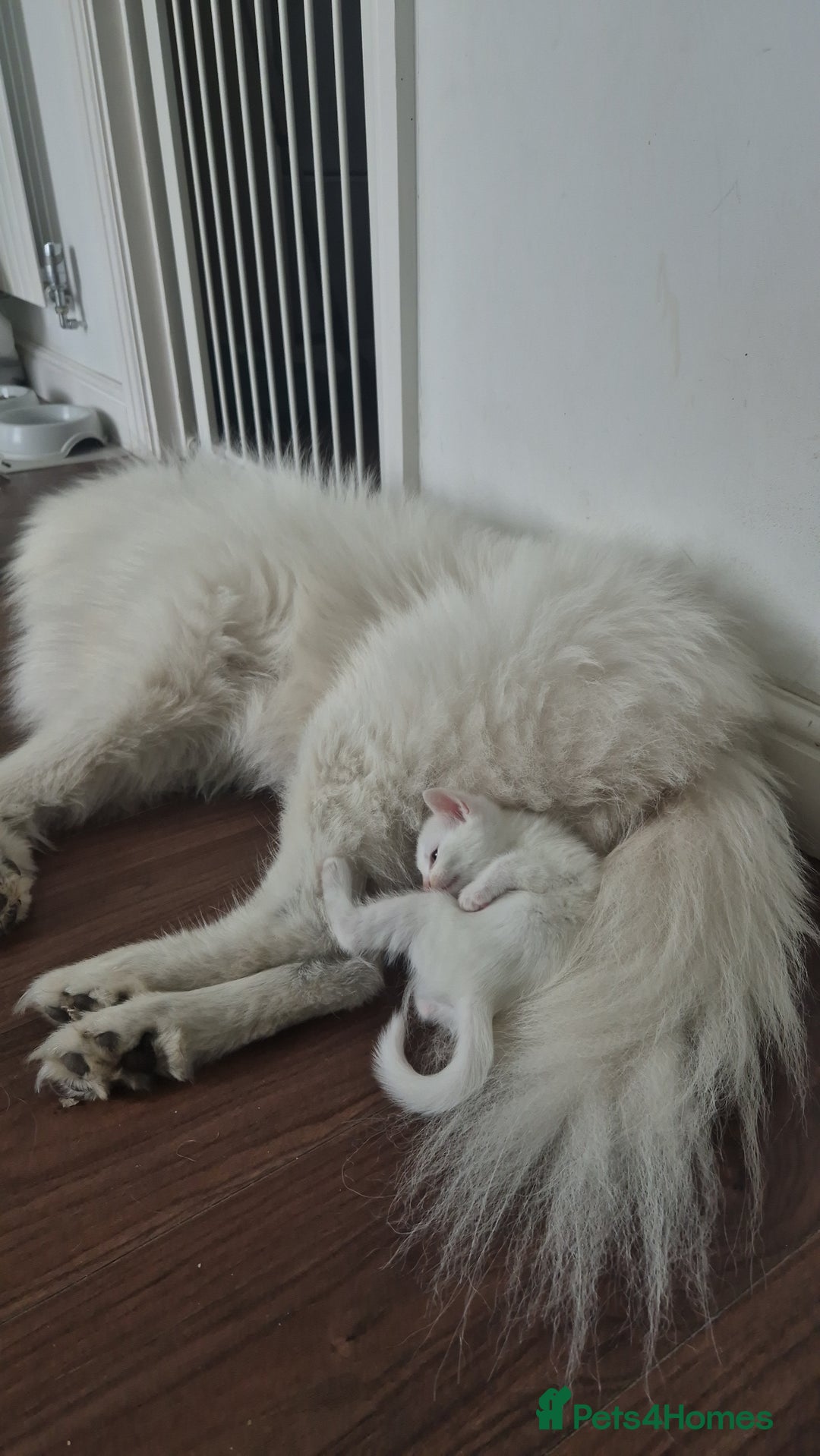 Mixed Breed cats for sale: Pure white kittens - Image 4