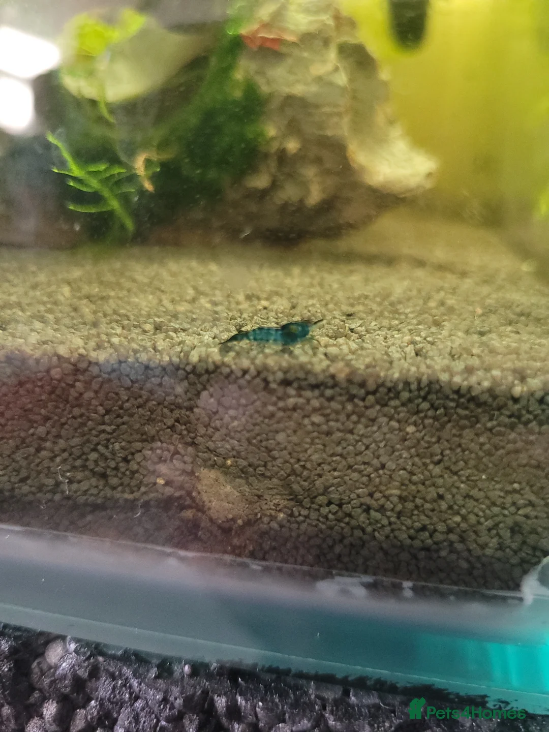 Mixed Breed livestock for sale: Neocaradina shrimp - Advert 18