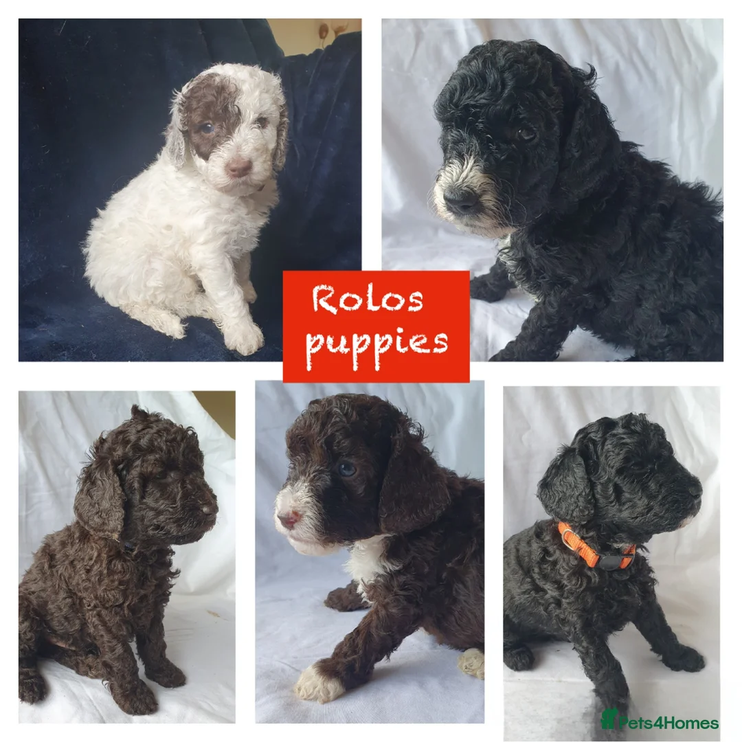 Cockapoo dogs for stud: Extensively DNA tested, experienced Cockapoo in Wrexham - Advert 3
