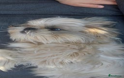 Shih Tzu dogs for sale: Shih Tzu - Image 18