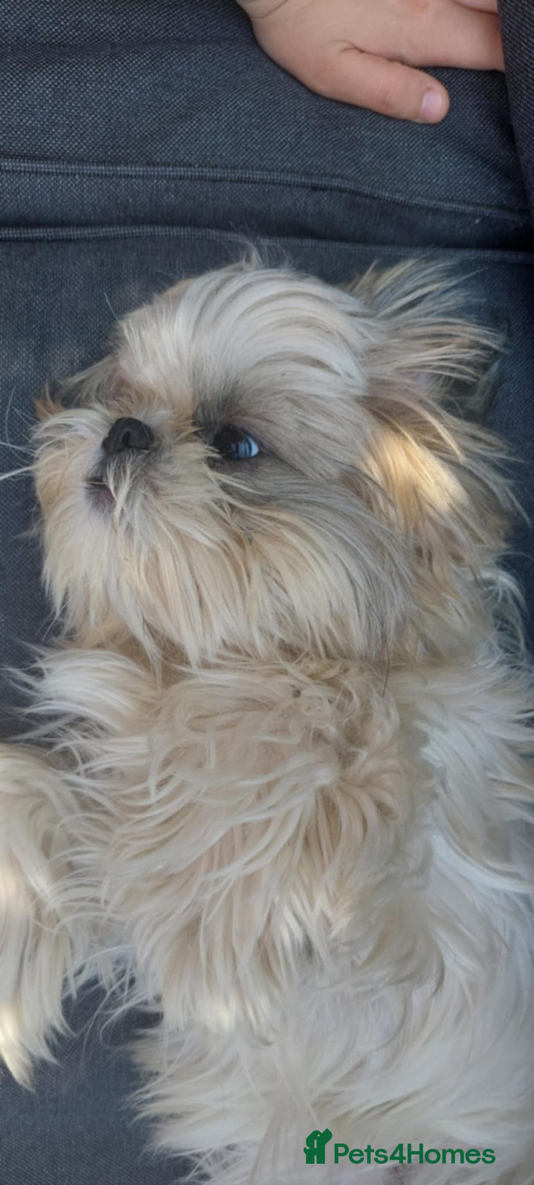 Shih Tzu dogs for sale: Shih Tzu - Image 18