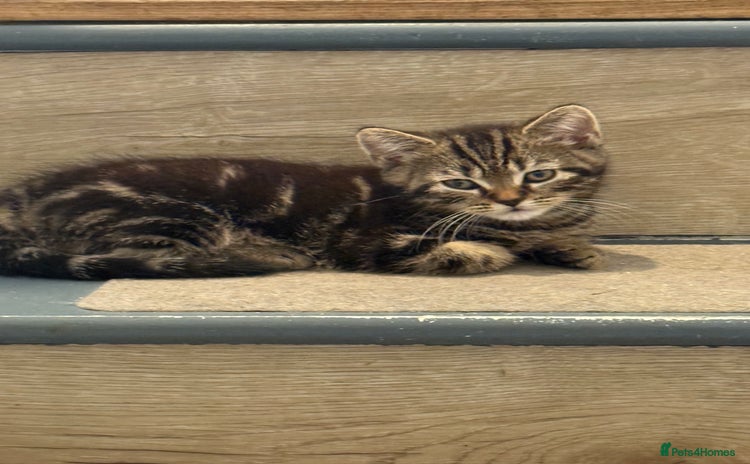 Mixed Breed cats - Advert 1