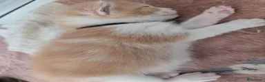 Mixed Breed 1