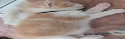 Mixed Breed cats for sale: Ragdoll/calico kittens  - Advert 5