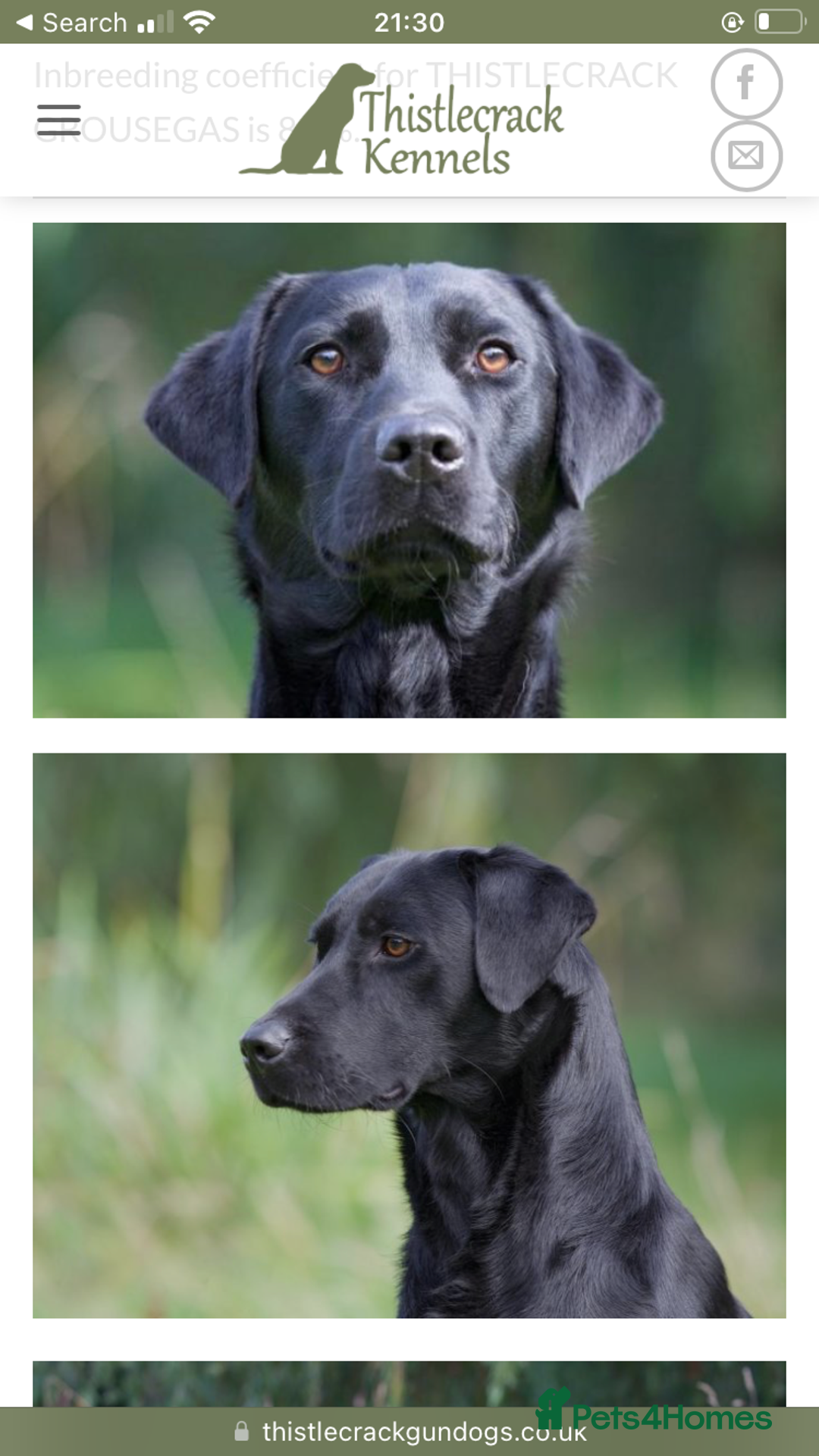 Labrador Retriever dogs for sale: Outstanding KC reg. yellow and black Labrador pups - Advert 3