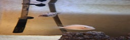 Cichlids fish for sale: Tropical fish  - Advert 12