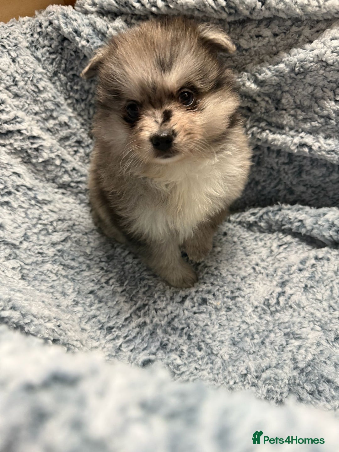 Pomeranian dogs for sale: Puppies Ready for new homes  - Advert 16