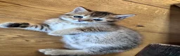 British Shorthair cats for sale: British shorthair kittens  - Advert 6