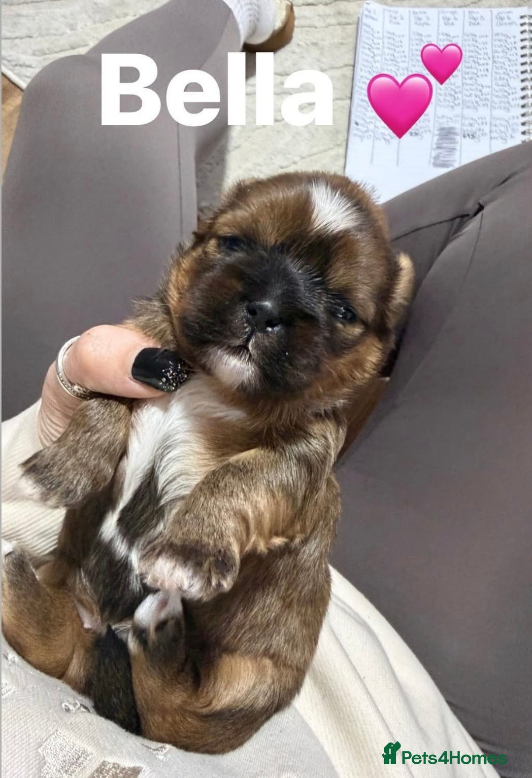 Shih Tzu dogs for sale: Shih Tzu’s  - Advert 4