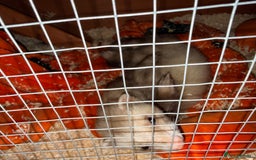 Ferret rodents for sale: Micro ferret with full set up - Image 2